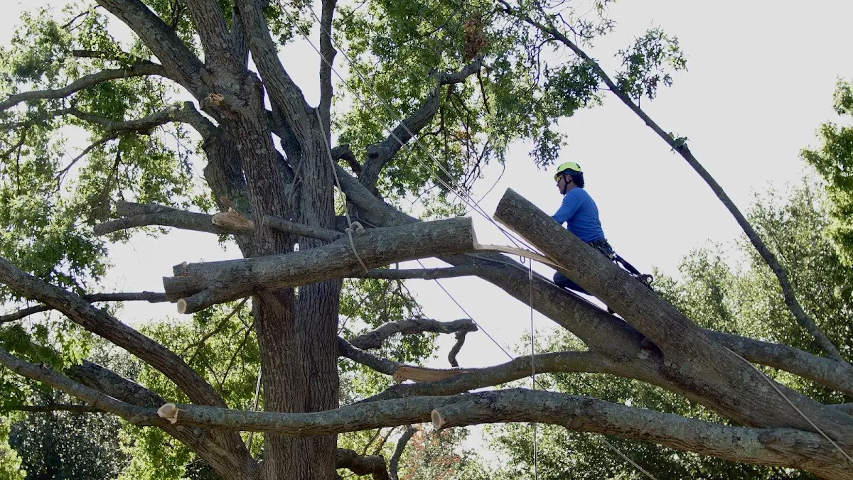 Professional Hazardous Tree Removal performed by certified arborists in Ethan
