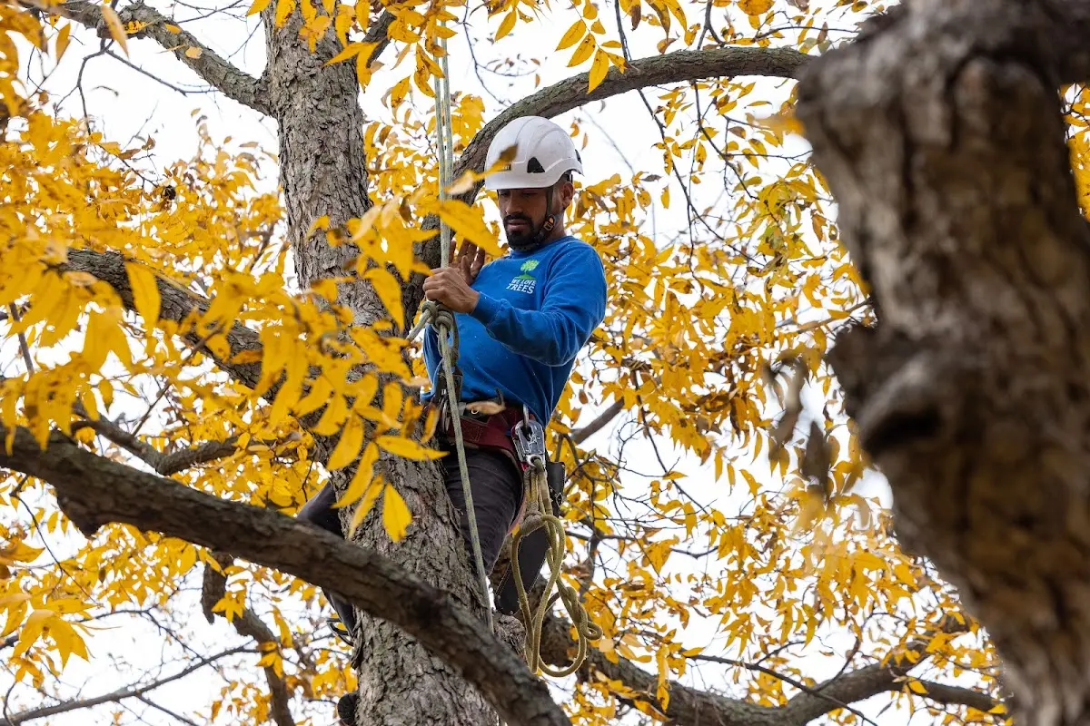 Skilled Tree Planing crew working in Ethan