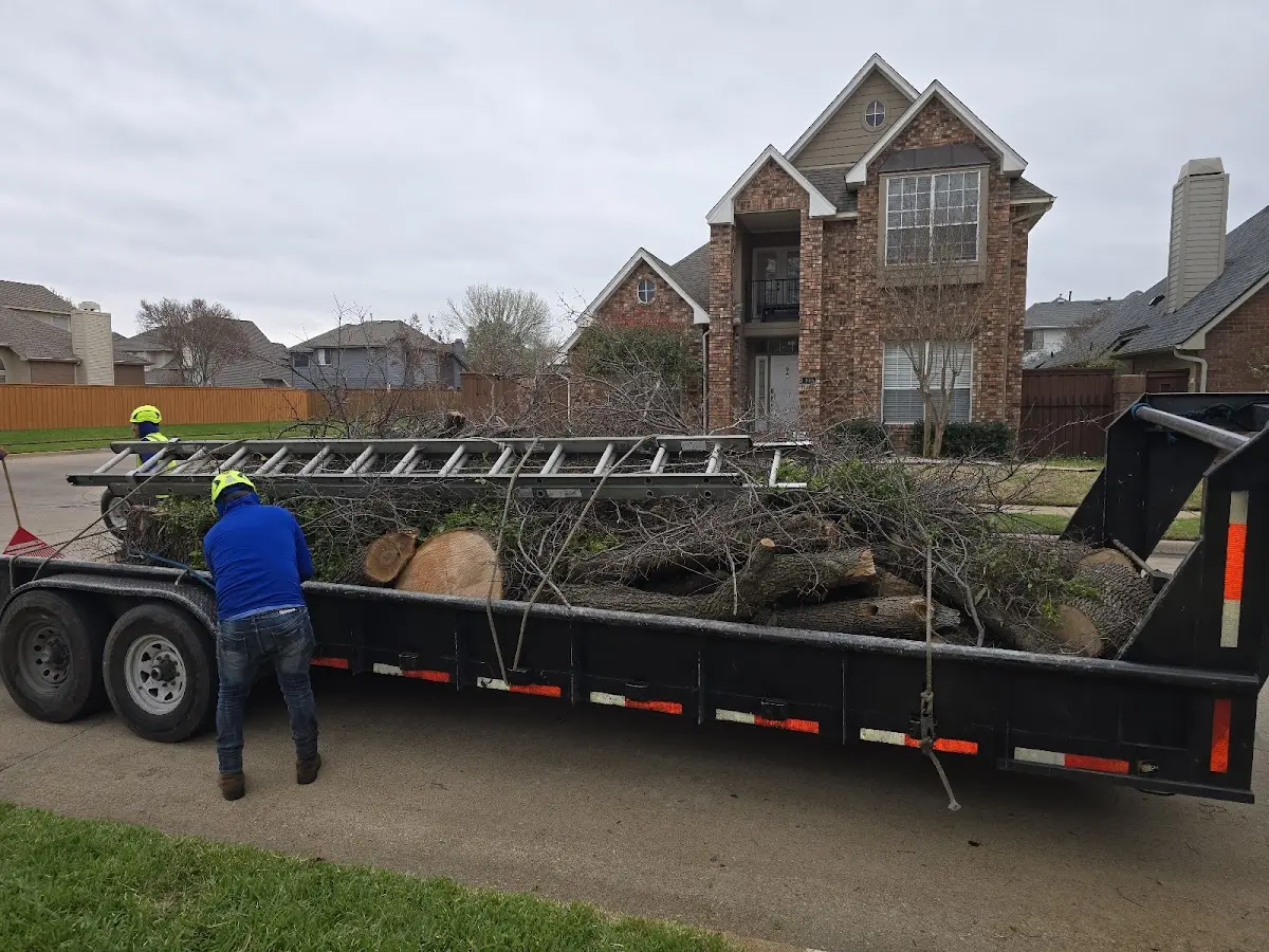 Expert Tree Removal with proper safety equipment in Ethan
